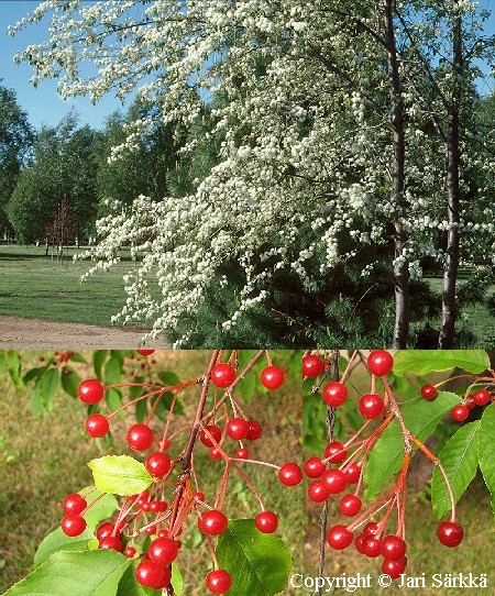 Pilvikirsikka - amerikanskt hggkörsbr - Prunus pensylvanica